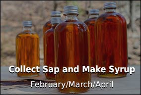 Sap To Syrup Conversion Chart