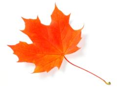 Autumn Sugar Maple Tree Leaf