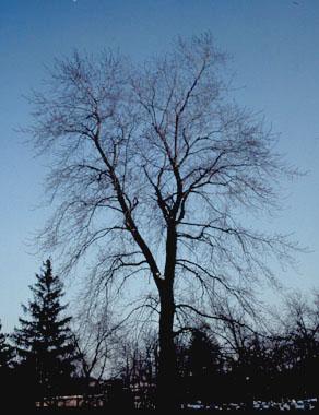 silver maple trees