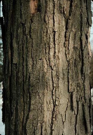Sugar Maple Tree Bark