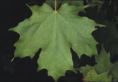 sugar maple leaf shape